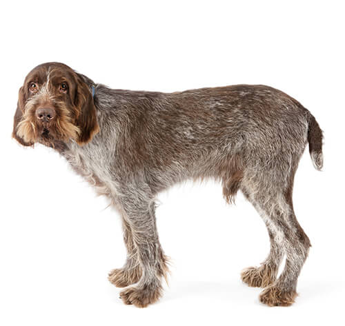 Spinone sales italiano colors